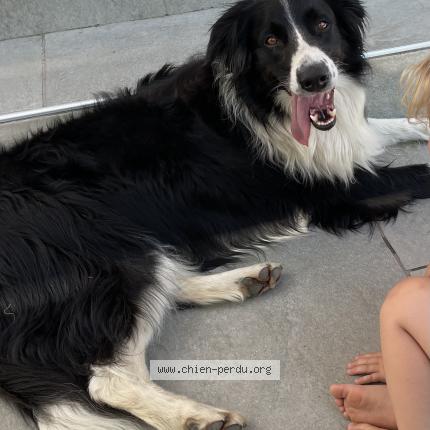 Photo de chien perdu à La Tour De Salvagny