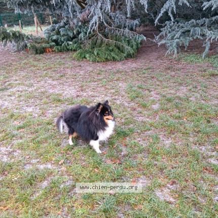 Photo 1/1 Chien retrouvé Perdu à Village neuf