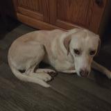 Photo de chien trouvé à Castres