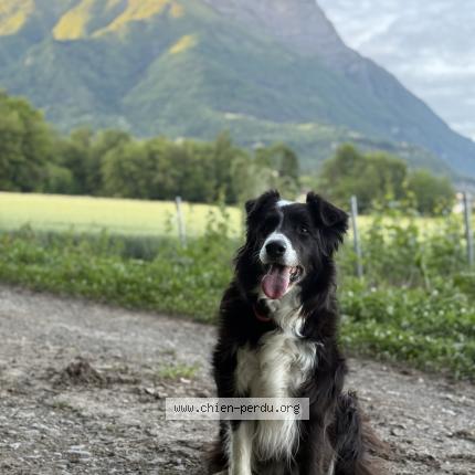 Photo de chien perdu à Gresy Sur Aix