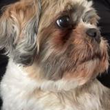 Photo de chien perdu à Saint Brieuc