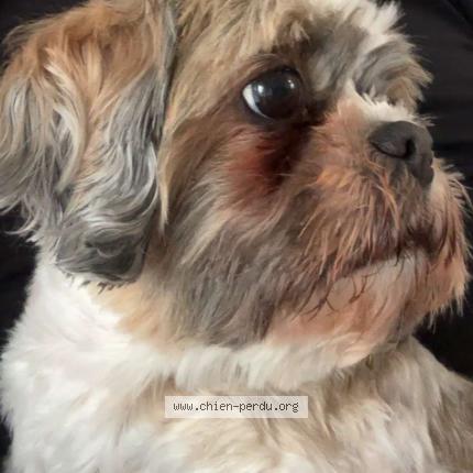 Photo 1/1 Raya Chien perdu à Saint brieuc