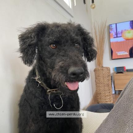 Photo 1/1 Chien retrouvé Perdu à Vars les claux