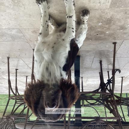 Photo de chien trouvé à Dondas