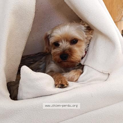 Photo 1/1 Seiko Chien perdu à Peyrole