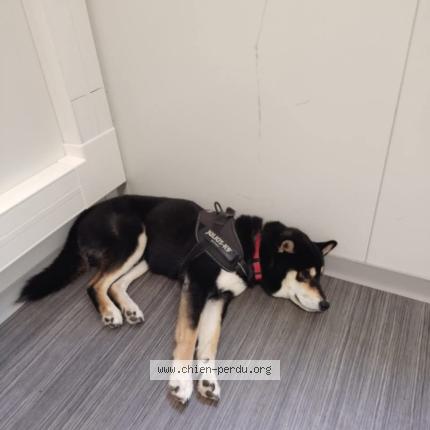 Photo 1/1 Chien retrouvé Perdu à Saint george d orque