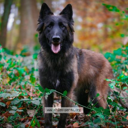 Photo 1/1 Railey Chien perdu à Sin ld noble