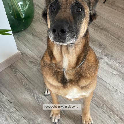 Photo 1/1 Chien retrouvé Perdu à Isle sur la sorgue