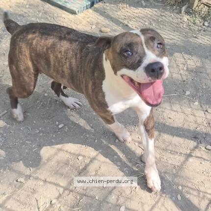 Photo 1/2 Chien retrouvé Perdu à Crest