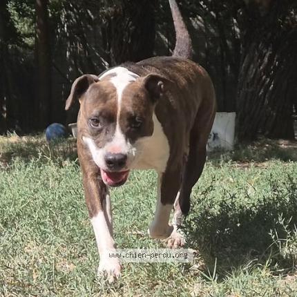 Photo 2/2 Chien retrouvé Perdu à Crest