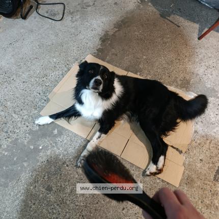 Photo 1/1 Jack Chien perdu à Rohrwiller