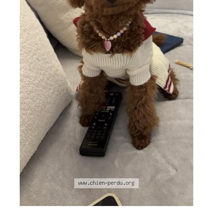 Photo 1/1 huasheng Chien perdu à Paris