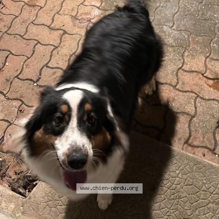 Photo 1/1 utopi Chien perdu à Ault