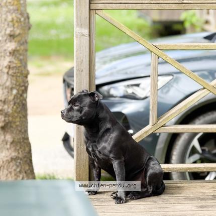 Photo 1/1 Wesley Chien perdu à Montfermeil