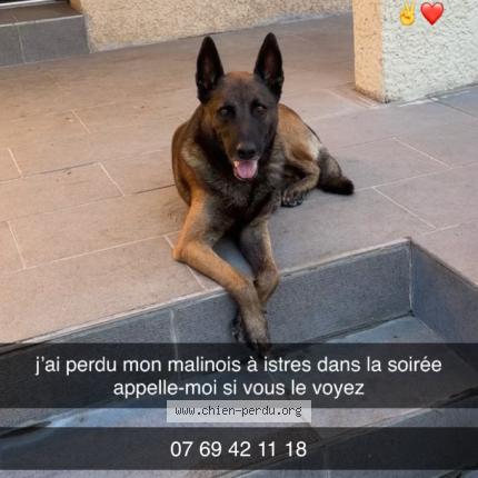 Photo 1/1 Chien retrouvé Perdu à Istres