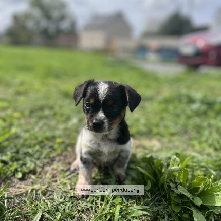 Photo 1/1 Milou Chien perdu à Velles