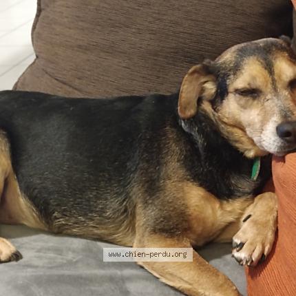 Photo 1/1 Dereck Chien perdu à Lempdes