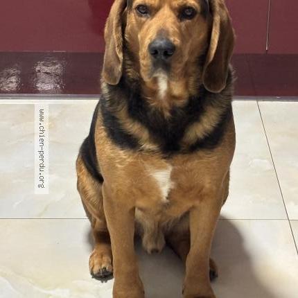 Photo 1/1 Max Chien perdu à Argenteuil