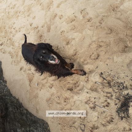 Photo 1/1 Chien retrouvé Perdu à La chapelle royale