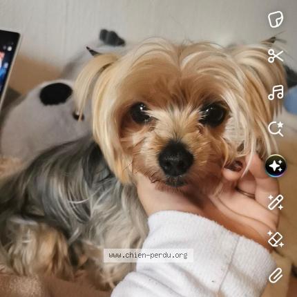 Photo 1/1 Joya Chien perdu à La batie montsaleon