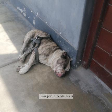 Photo de chien trouvé à Lima