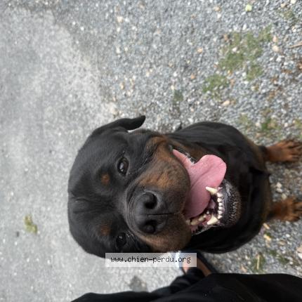 Photo 1/1 Chien retrouvé Perdu à St seurin sur l isle