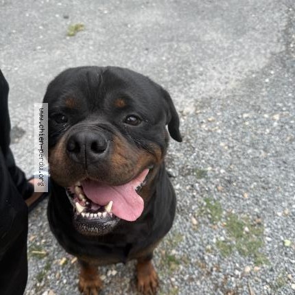 Photo 1/1 Chien retrouvé Perdu à St Seurin Sur L Isle