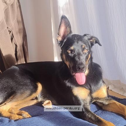 Photo de chien perdu à Villebon Sur Yvette