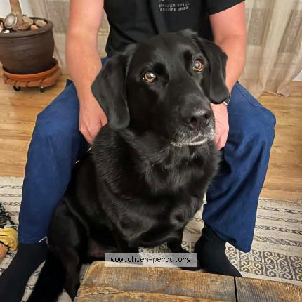 Photo 1/1 Marley Chien perdu à Bouloc en quercy