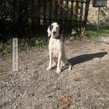 Photo 1/1 Chien retrouvé Perdu à Massieu