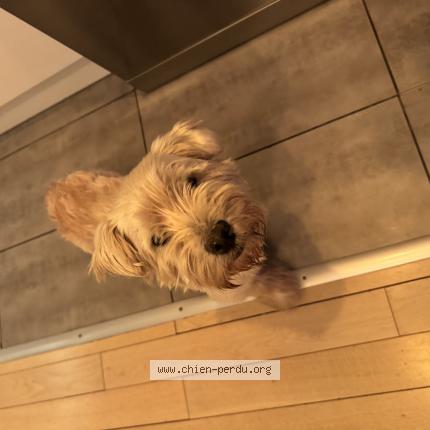 Photo de chien trouvé à Royer