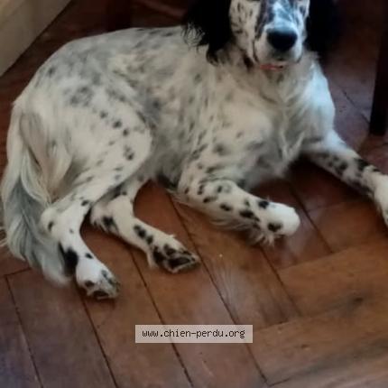 Photo 1/1 Chien retrouvé Perdu à Bayonne