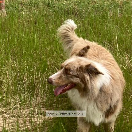 Photo 1/1 Chien retrouvé Perdu à Boucau