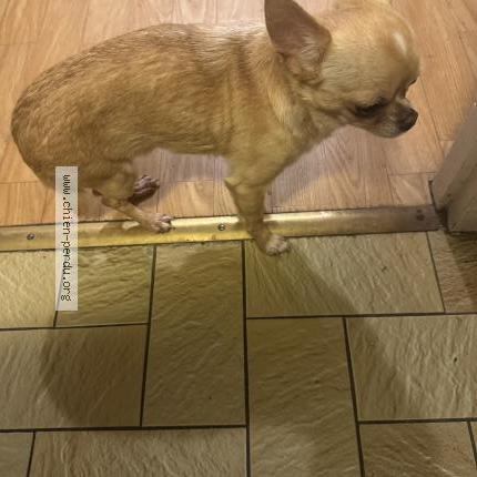 Photo 1/1 Chien trouvé Trouvé à Noisy le grand