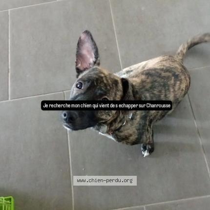 Photo 1/1 Groot Chien perdu à Chamrousse