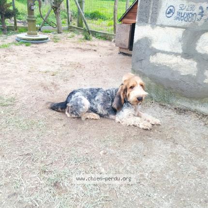 Photo 1/1 Vicky Chien perdu à Les eglisottes et chalaures