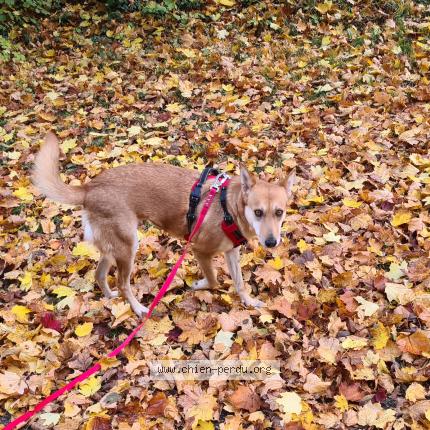Photo de chien perdu à Nancy