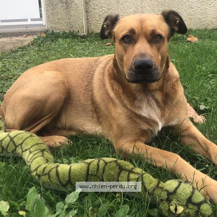 Photo de chien perdu à Prisse