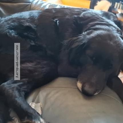 Photo 1/1 Praline Chien perdu à Saint mars la jaille