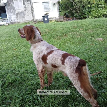 Photo 1/1 Iska Chien perdu à Abymes