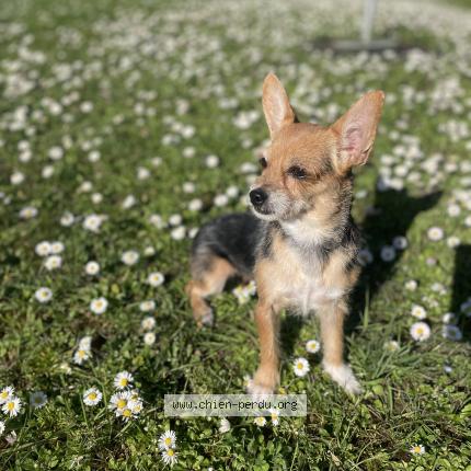 Photo 1/1 Chien retrouvé Perdu à Soisy sur seine