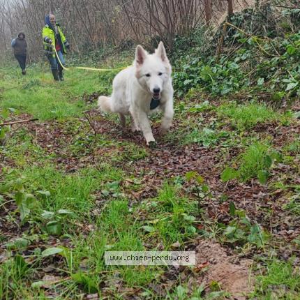 Photo de chien perdu à Damazan