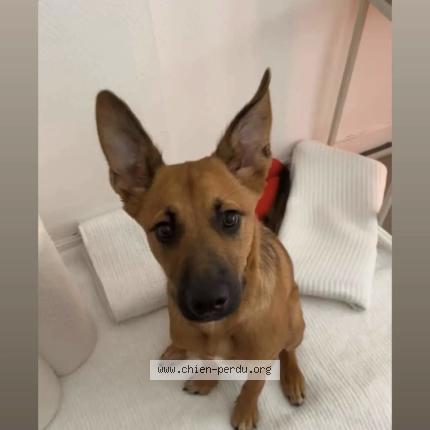 Photo 1/1 Bulle Chien perdu à Soeurdres