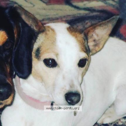 Photo 1/1 Fidji Chien perdu à Pre en pail