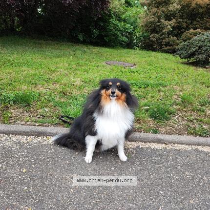 Photo de chien perdu à Village Neuf