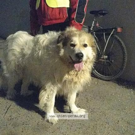 Photo 1/1 Chien trouvé Trouvé à Saint hippolyte