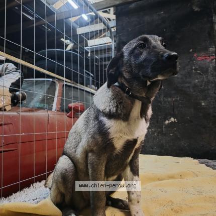Photo 1/1 Apache Chien perdu à Mairieux