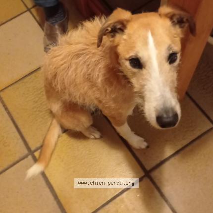 Photo 1/1 Chien retrouvé Perdu à Orcines