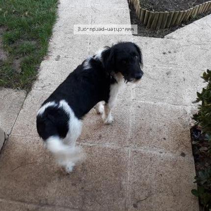 Photo 1/1 Olympe Chien perdu à Saint martin sur ocre