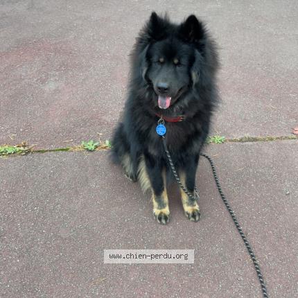 Photo de chien perdu à Vallenay